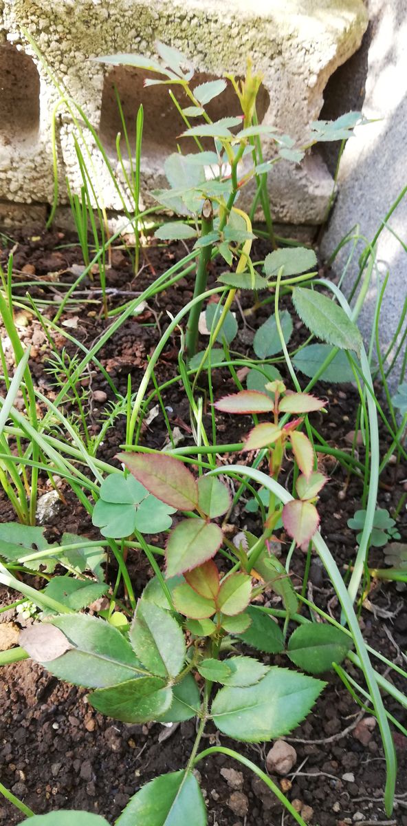 バラの挿し木から 挿し木から新芽