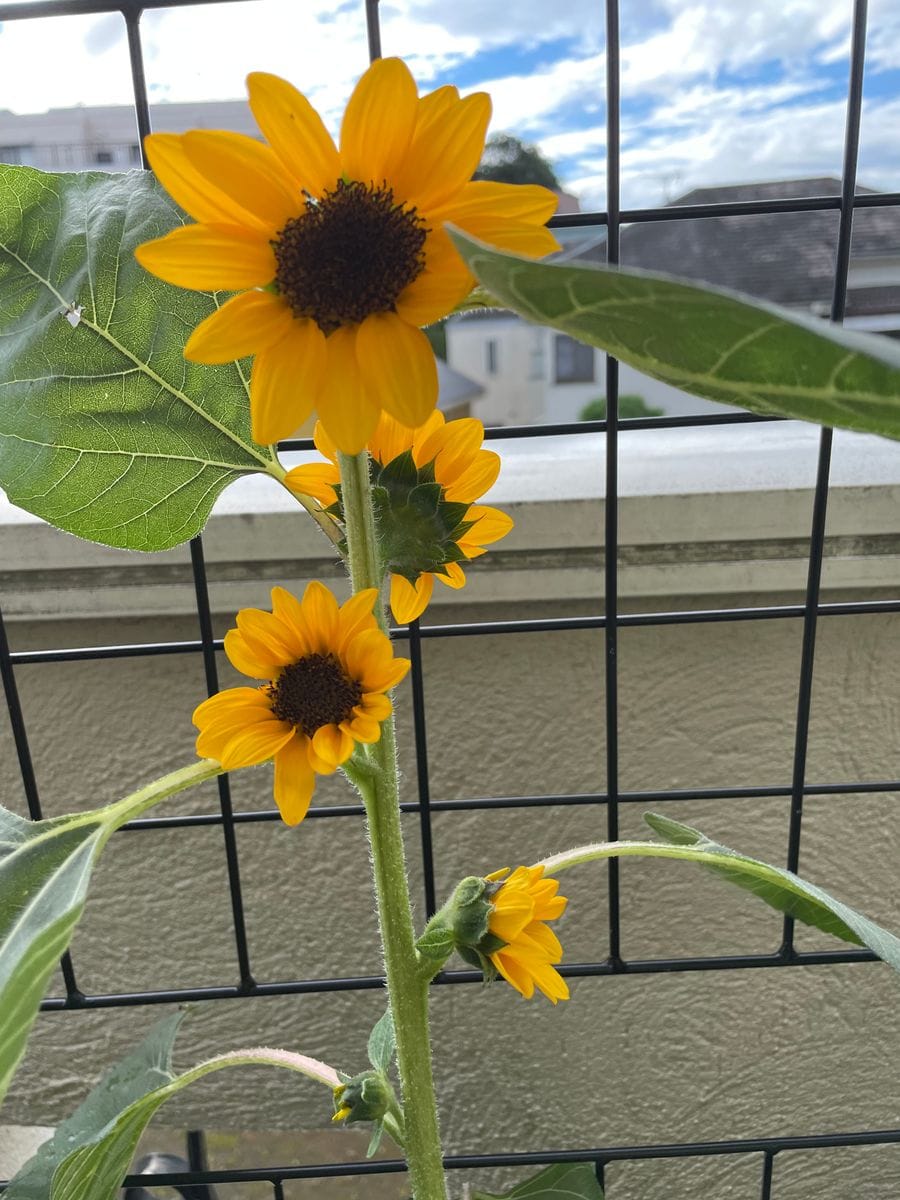 秋ひまわりを種から育てました 脇芽の子達