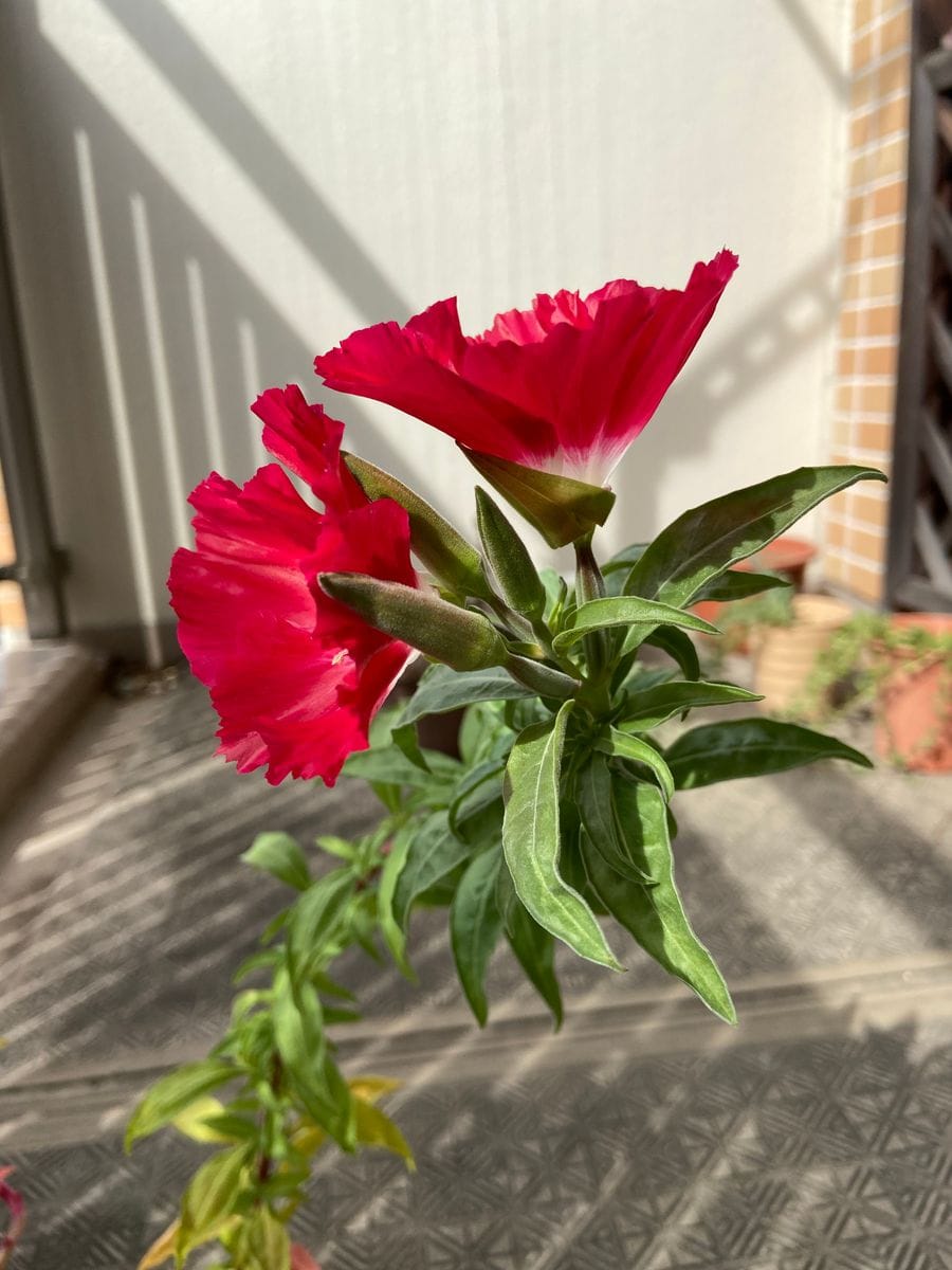 初めてゴデチア 開花