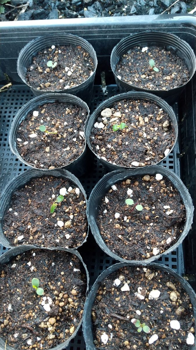 2021-2022 イベリスを種まきしてみる 11/4 ポット鉢へ植え替えました