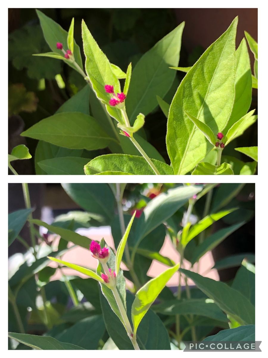 千日小坊🌱2年目のお花が見たい🍁 可愛い💓