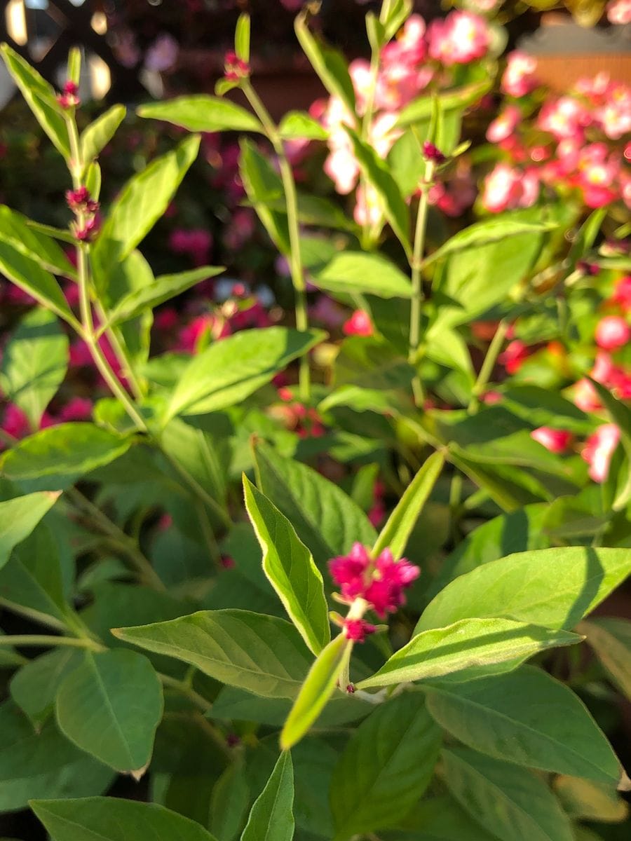 千日小坊🌱2年目のお花が見たい🍁 花を咲かす事は成功