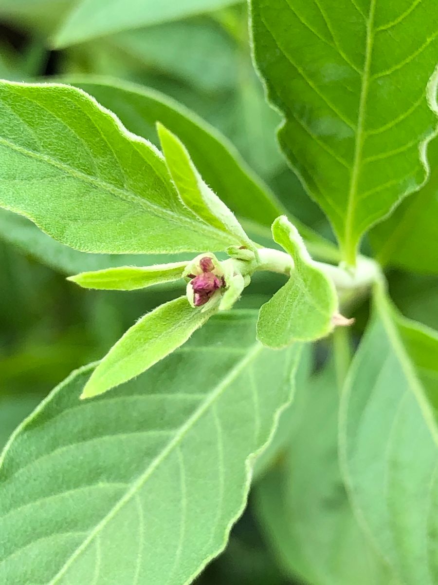 千日小坊🌱2年目のお花が見たい🍁 10/12 花芽❣️