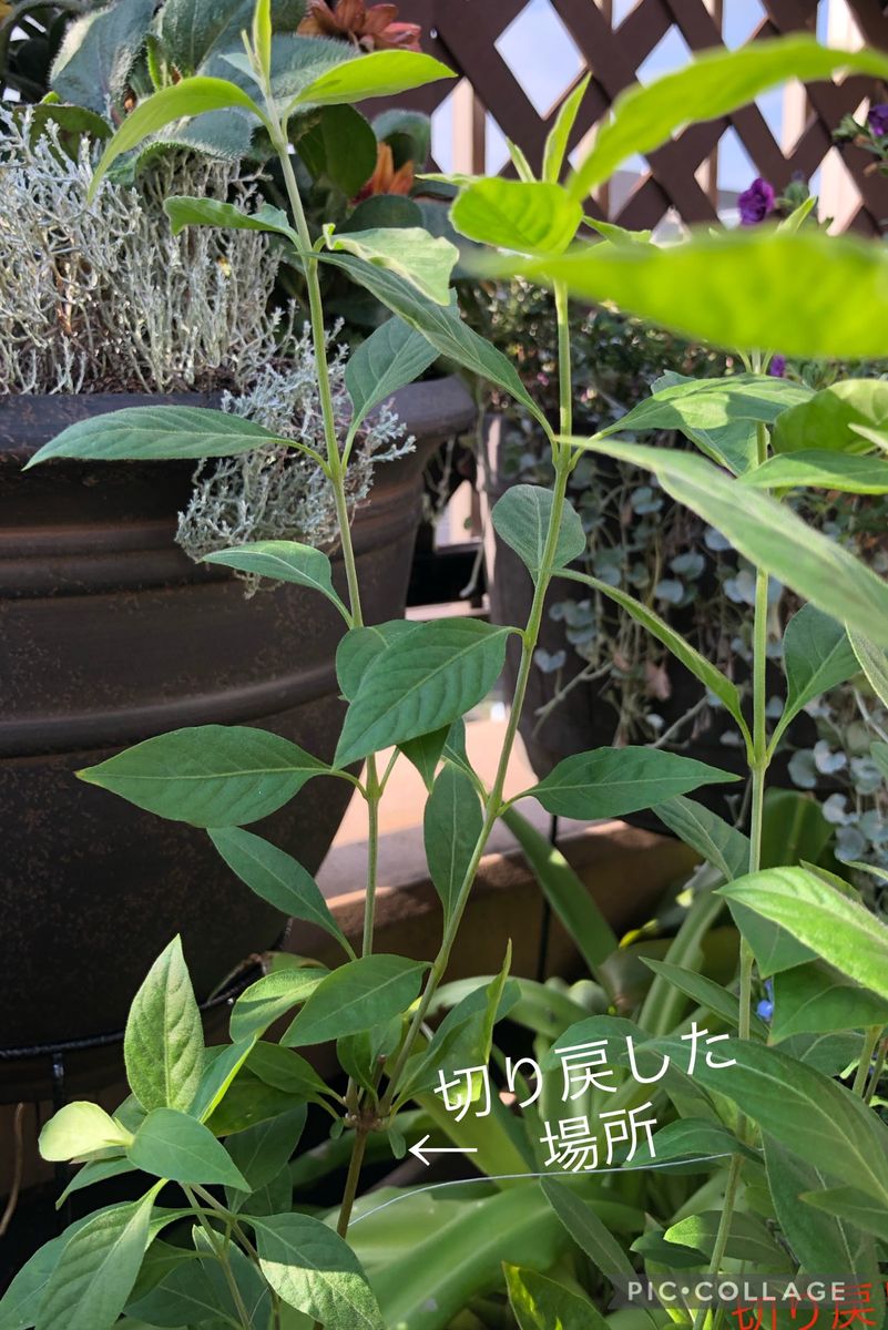 千日小坊🌱2年目のお花が見たい🍁 こんなに伸びるんだぁ〜