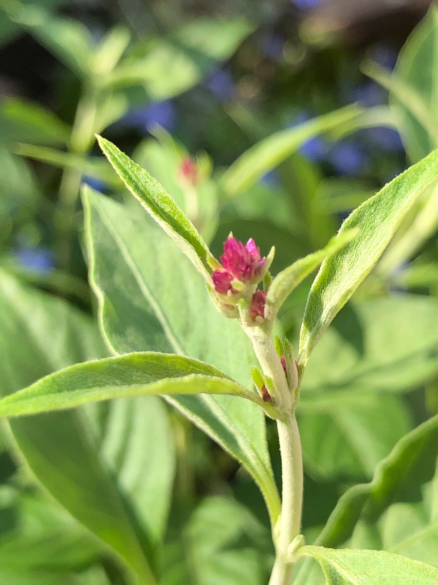 千日小坊🌱2年目のお花が見たい🍁 やはり花芽でした❣️