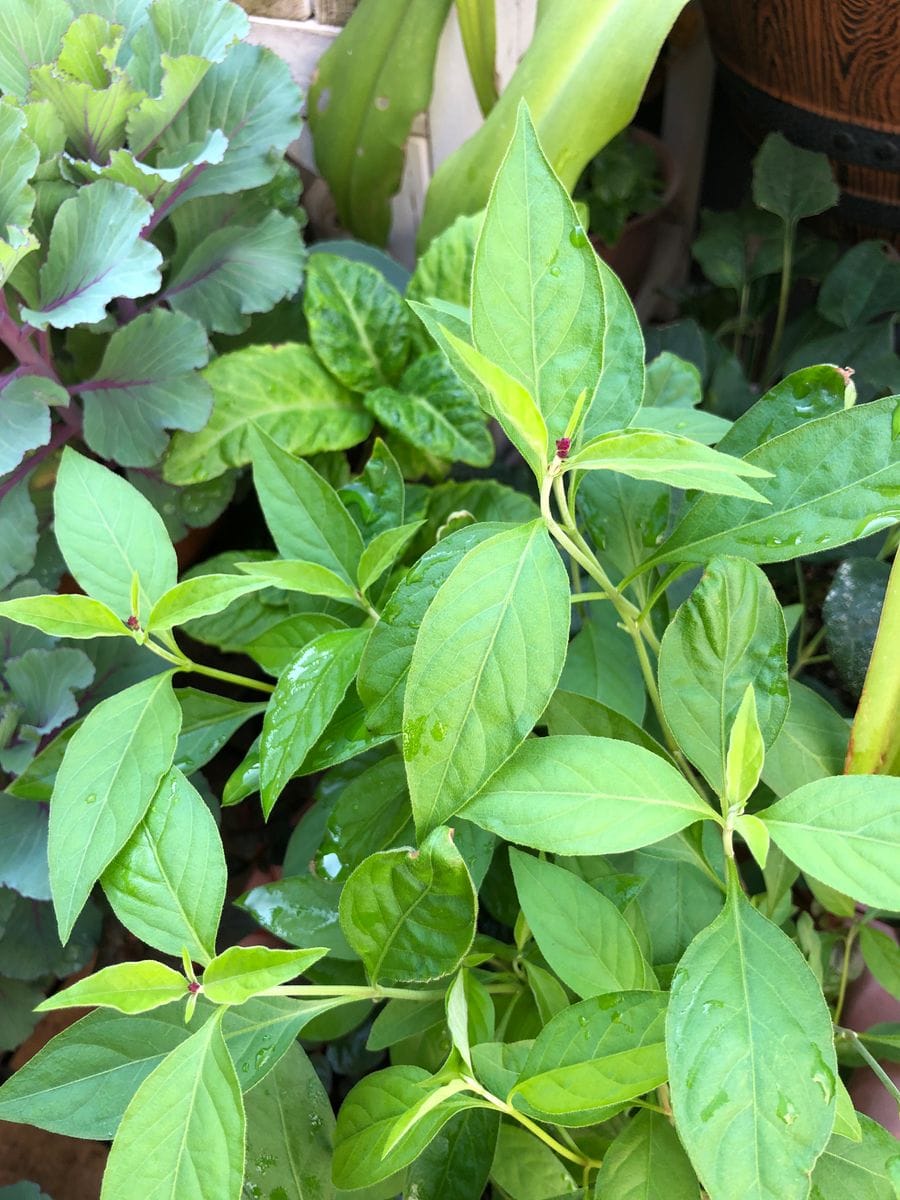 千日小坊🌱2年目のお花が見たい🍁 挿し芽の株にも！