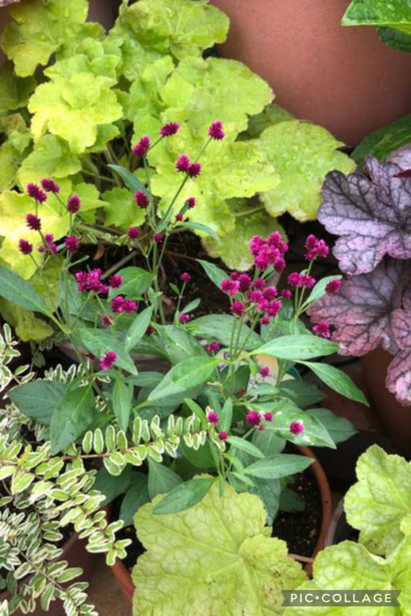 千日小坊🌱2年目のお花が見たい🍁