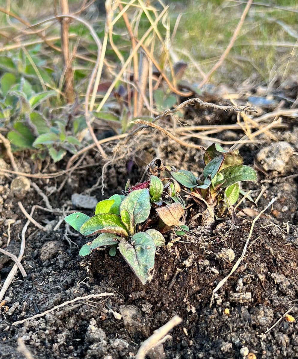 冬は鉢管理、夏は地植えの繰り返し。エキナセア 2022/3/27