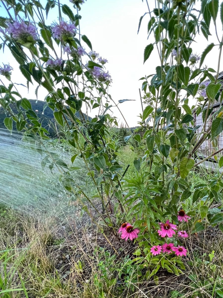 冬は鉢管理、夏は地植えの繰り返し。エキナセア 2022/6/30