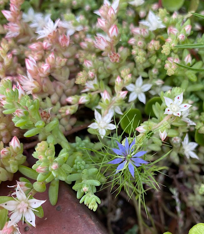 ニゲラを種から育てる♪ セダムの花と同化する