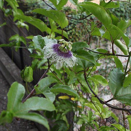 食べたパッションフルーツで緑のカーテン 実生苗のパッションがとうとう開花