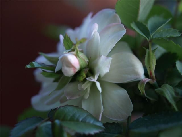 グリーン・アイスの貫生花の成長を追う つぼみがほどけはじめる