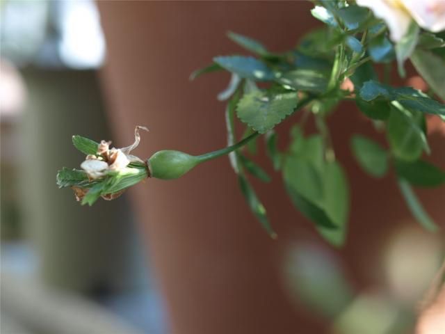 グリーン・アイスの貫生花の成長を追う 下の花が実になる