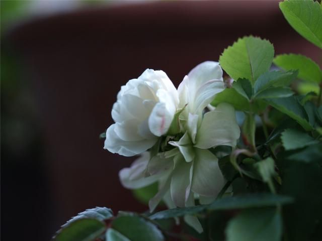 グリーン・アイスの貫生花の成長を追う