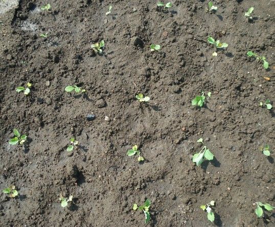 ヘンテコ野菜～コールラビ～ 苗を畑に定植です！