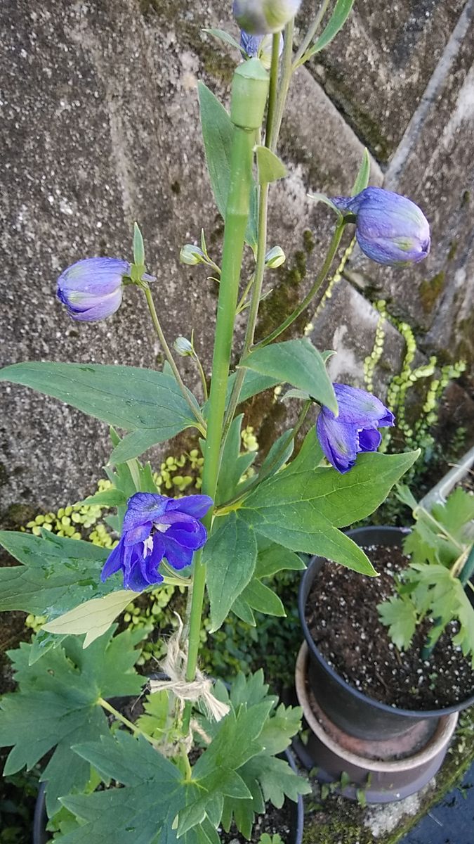 デルフィニウムを種からたくさん咲かせたい ブルー初開花