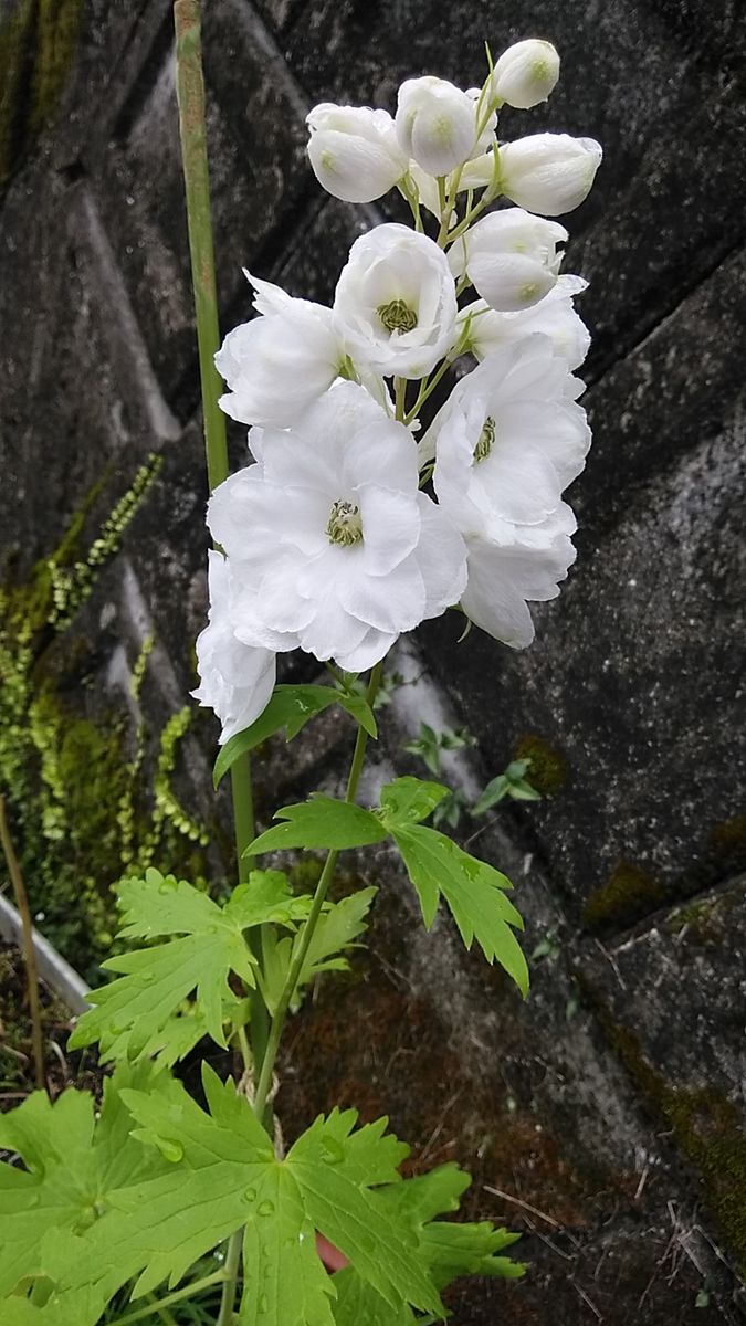 デルフィニウムを種からたくさん咲かせたい 白色も開花