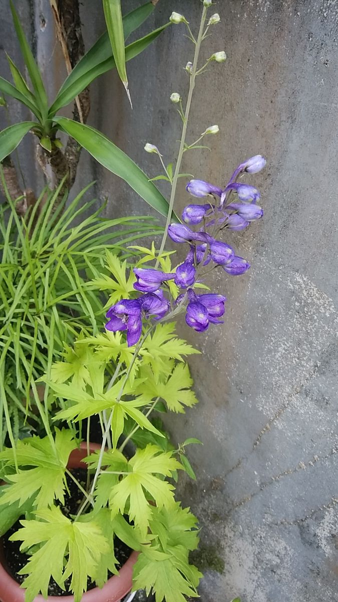 デルフィニウムを種からたくさん咲かせたい 紫色が咲きました