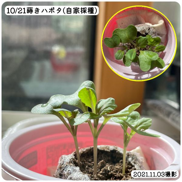 【終】2021年　遅まきのハボタンはどうなる？ 小さな本葉🌿(11/03)