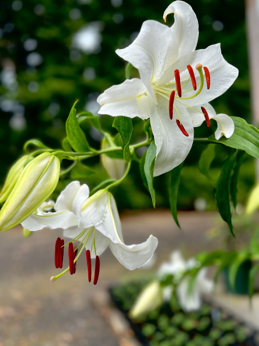 カサブランカ(オリエンタルゆり) 2年目の開花