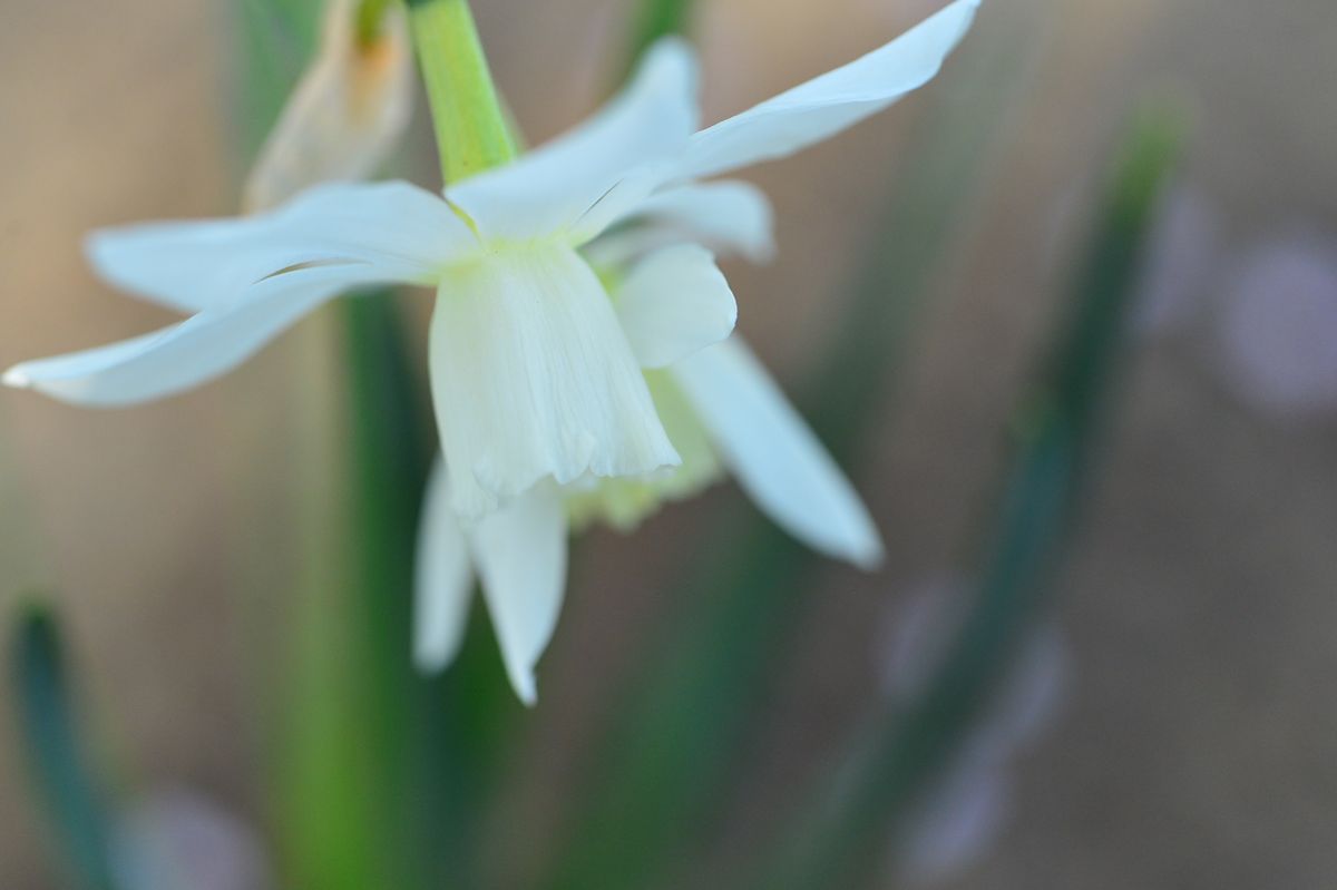 タリア(トリアンドラス芳香すいせん) 開花