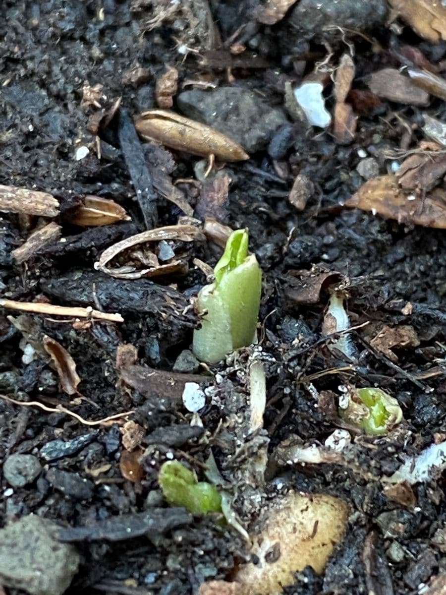 ラナンキュラスイオを育てます。 植え付け後の発芽