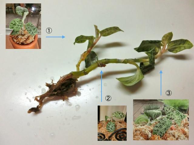 マコデス考察中 寝植え実行＆解説