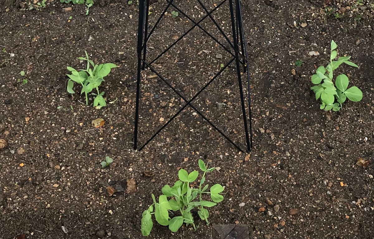 ツタンカーメンのエンドウ豆はどんな味❓ 2021.11.25 ３ポットを菜園に！