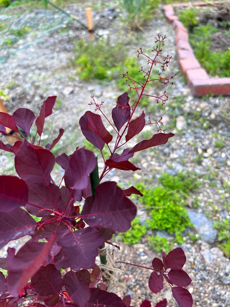 スモークツリーを育ててみたい！ 花は無さそう