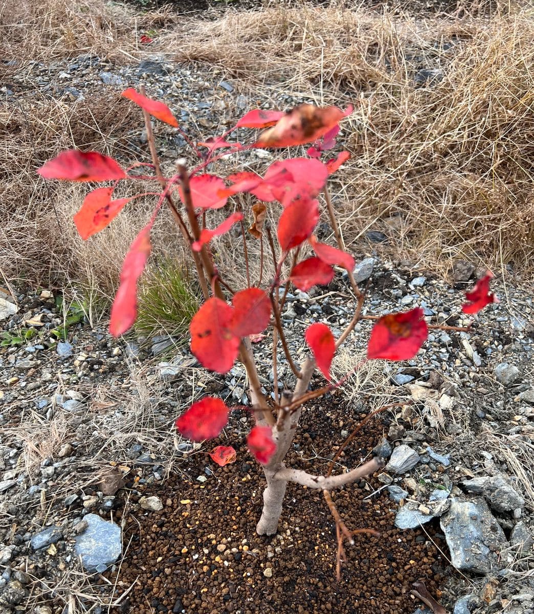 スモークツリーを育ててみたい！ 地植えの様子