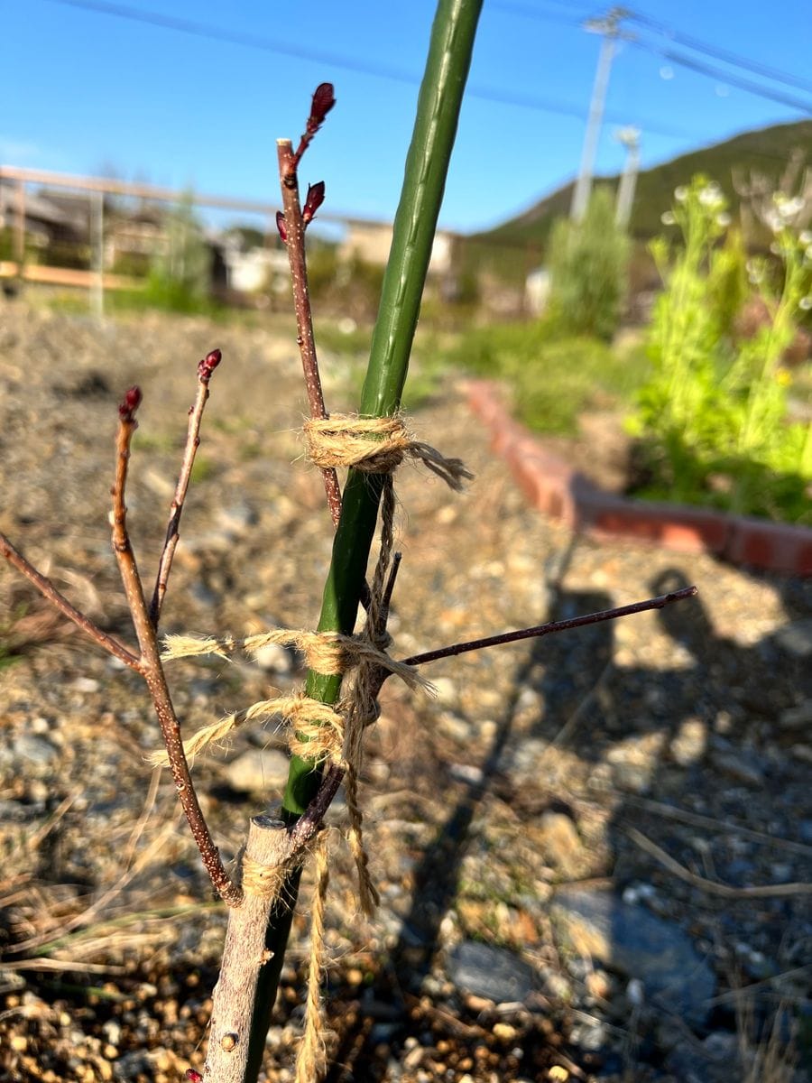 スモークツリーを育ててみたい！ 新しい芽が！