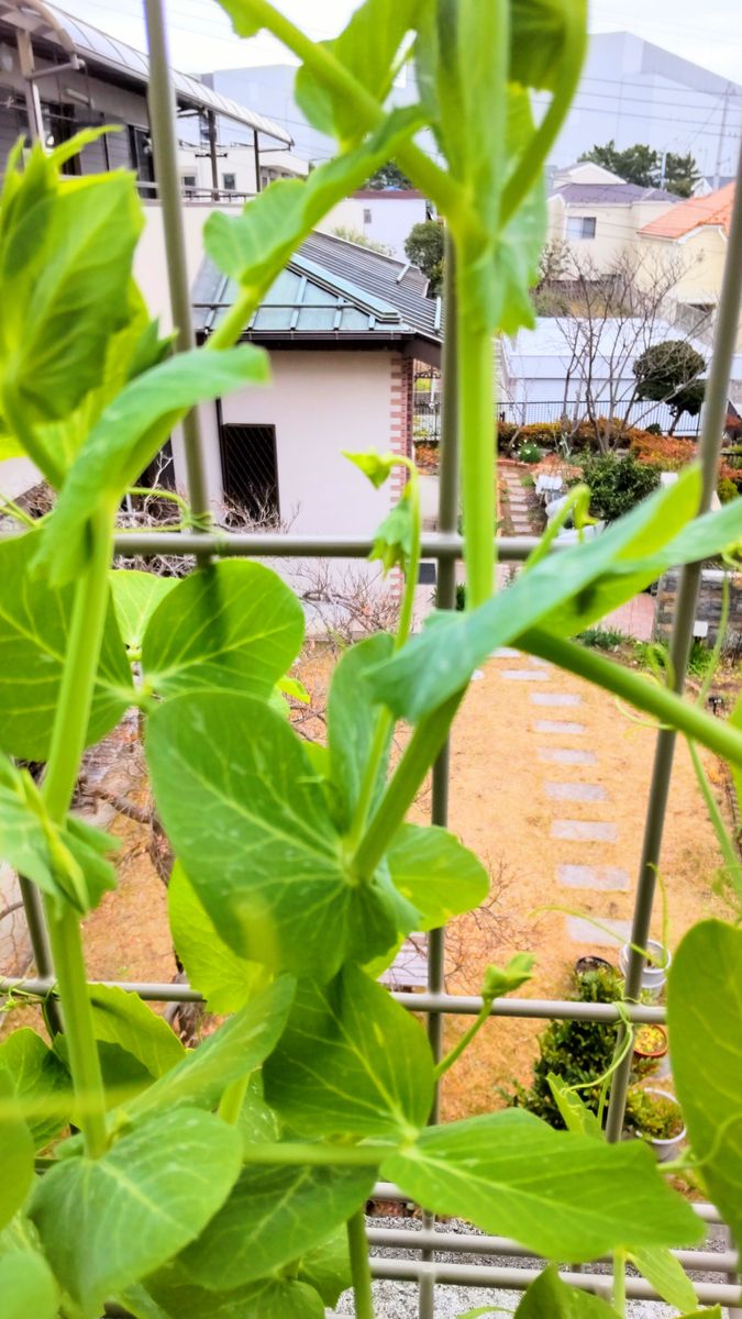 グリンピースまで育てるさやえんどう 花芽発見