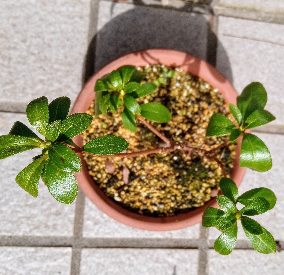 実生からサツキを咲かせる 挿し木苗に蕾が見える