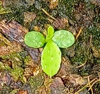 実生からサツキを咲かせる ２回目種まき分が発芽