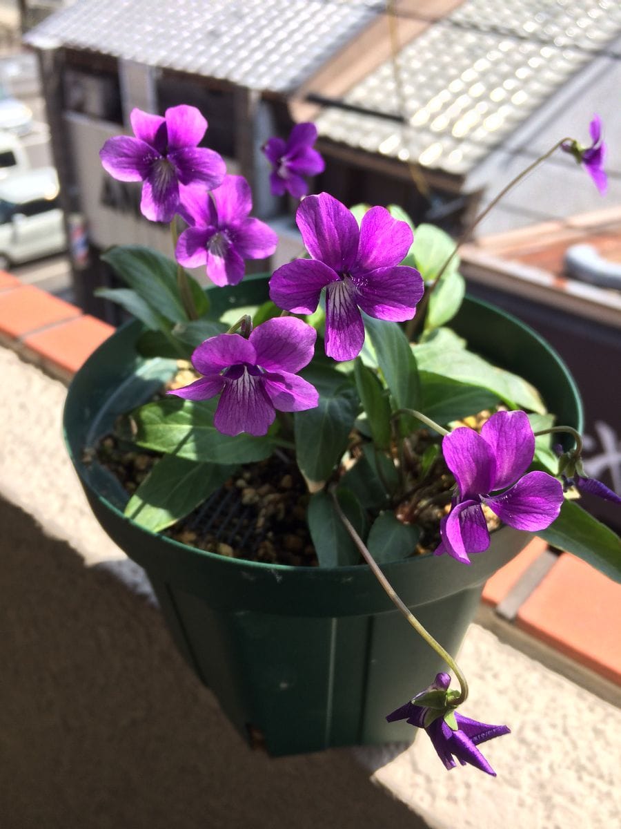 野生のスミレを種から育てます。 🌸開花🌸