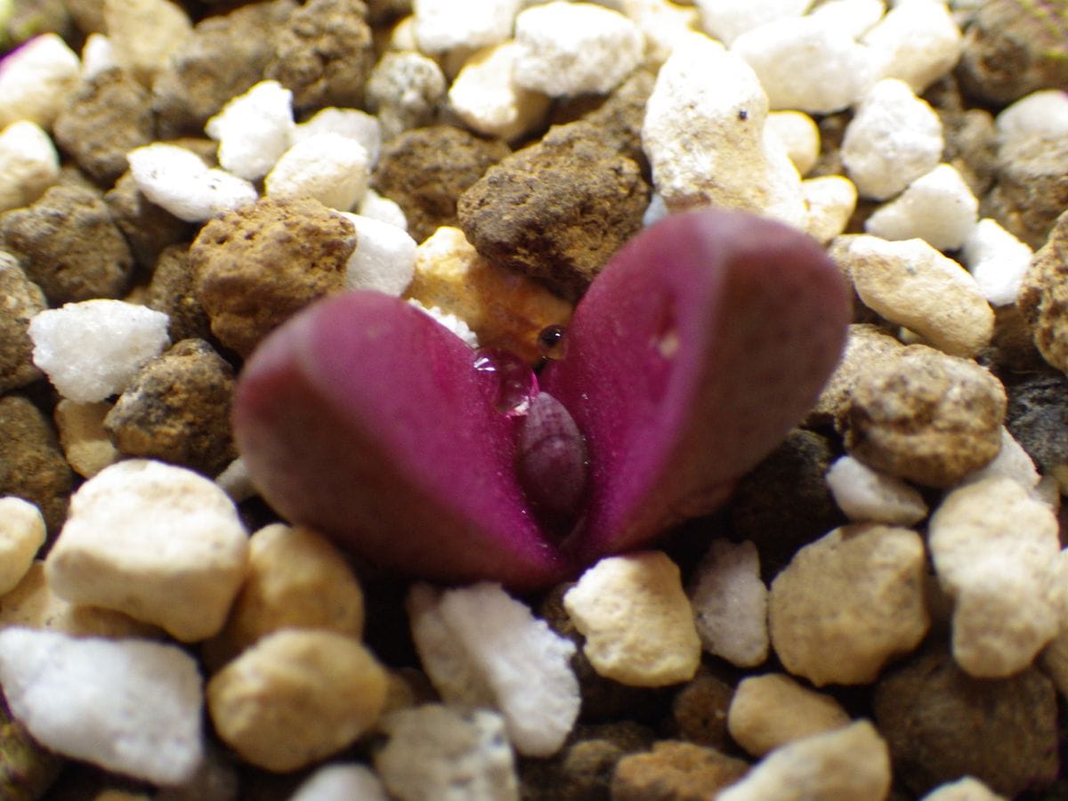 プレイオスピロス 紫帝玉　種まき 2022年4月24日　中が見えてきました