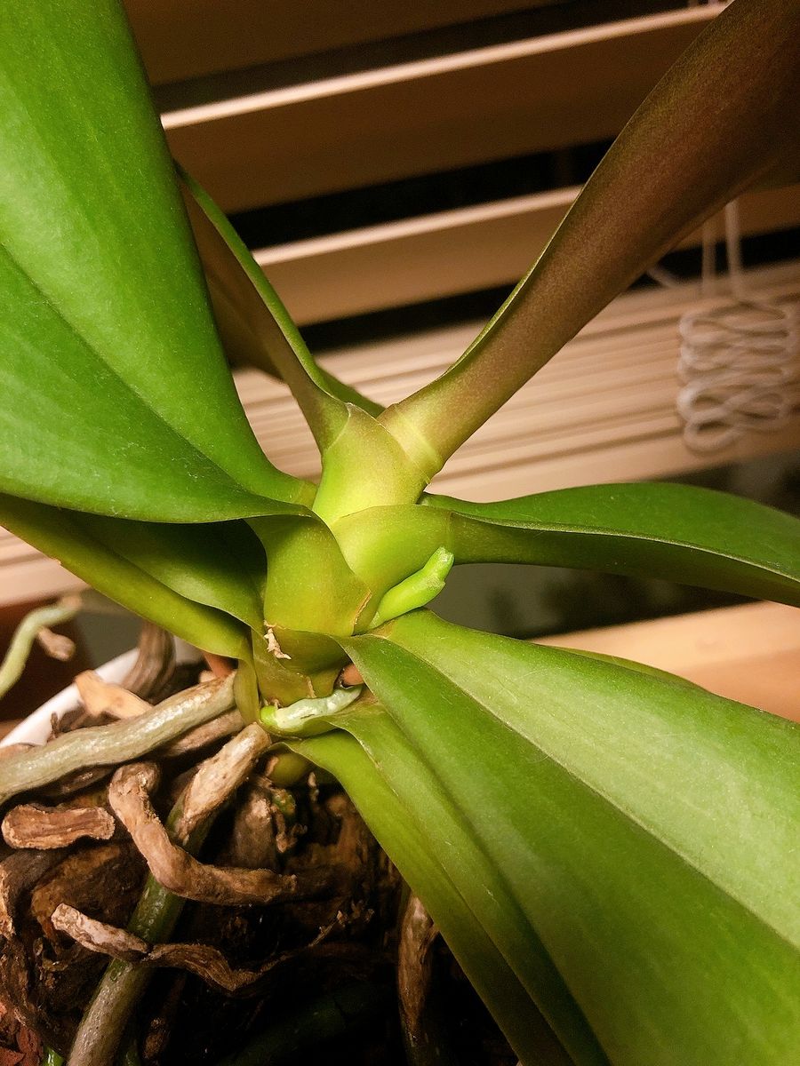 3年目のミニ胡蝶蘭記録 花芽が出てきました