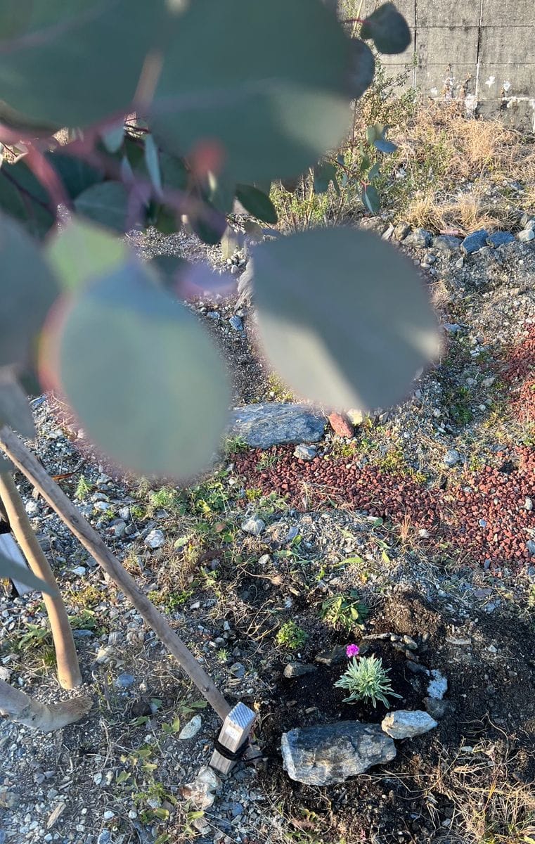 お花のアルメリアを育てたい 11/29 庭植え