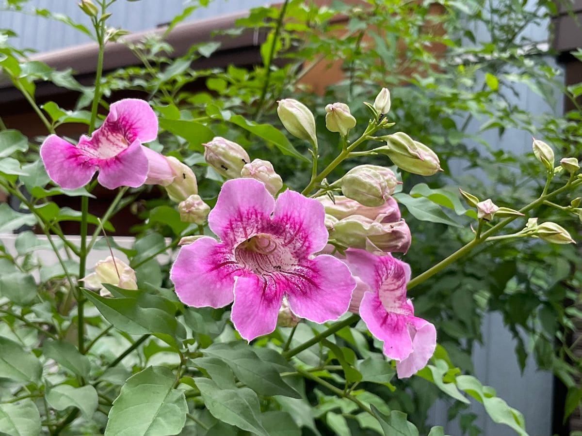 ノウゼンカズラのピーチプリマドンナ開花まで 咲きました