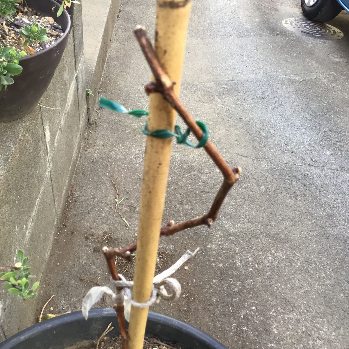 食べた種から葡萄(タマユタカ)を育てます。 3月16日　水揚げが始まった。