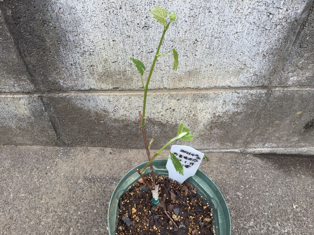 食べた種から葡萄(タマユタカ)を育てます。 3月27日発芽