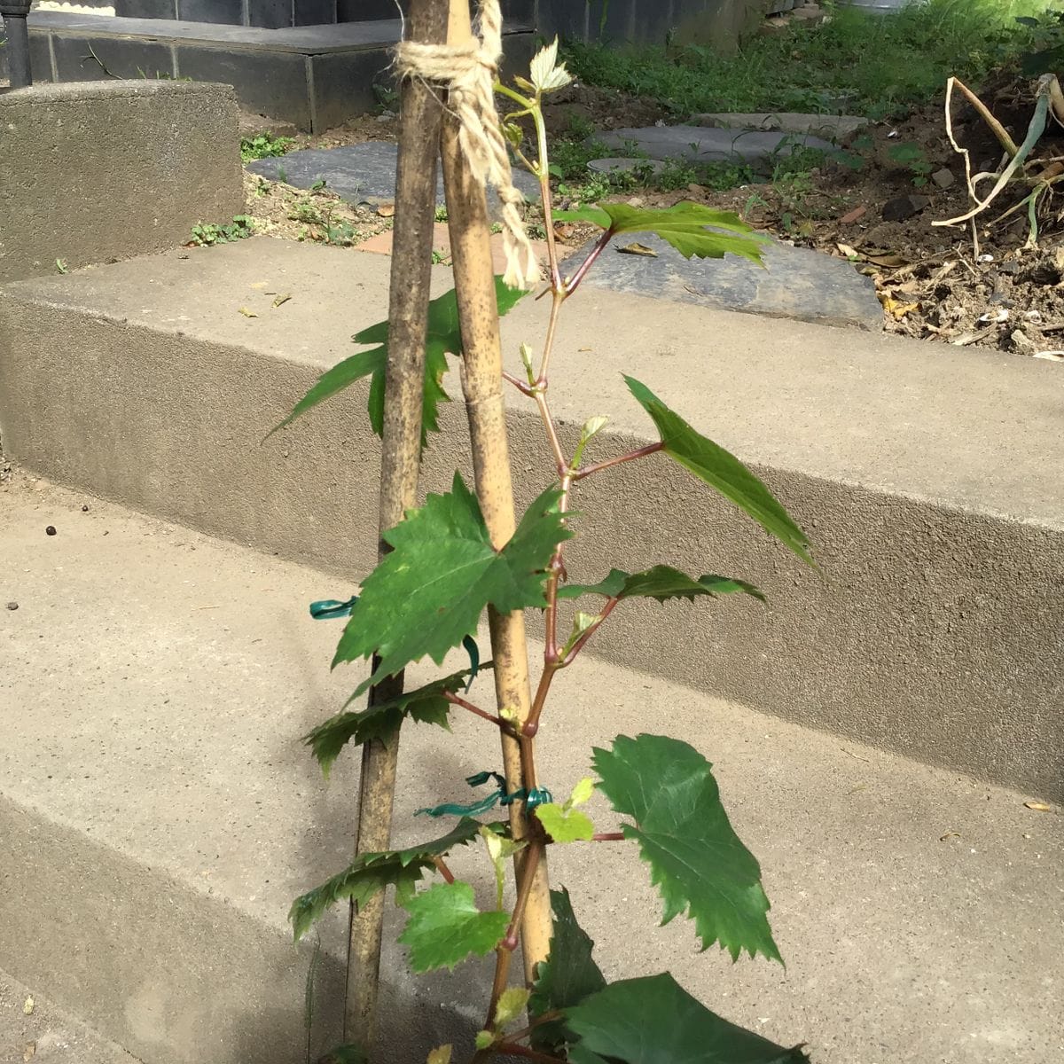 食べた種から葡萄(タマユタカ)を育てます。 6月28日　脇芽発芽