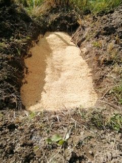 種からのアスパラガス栽培 アスパラガス定植予定地