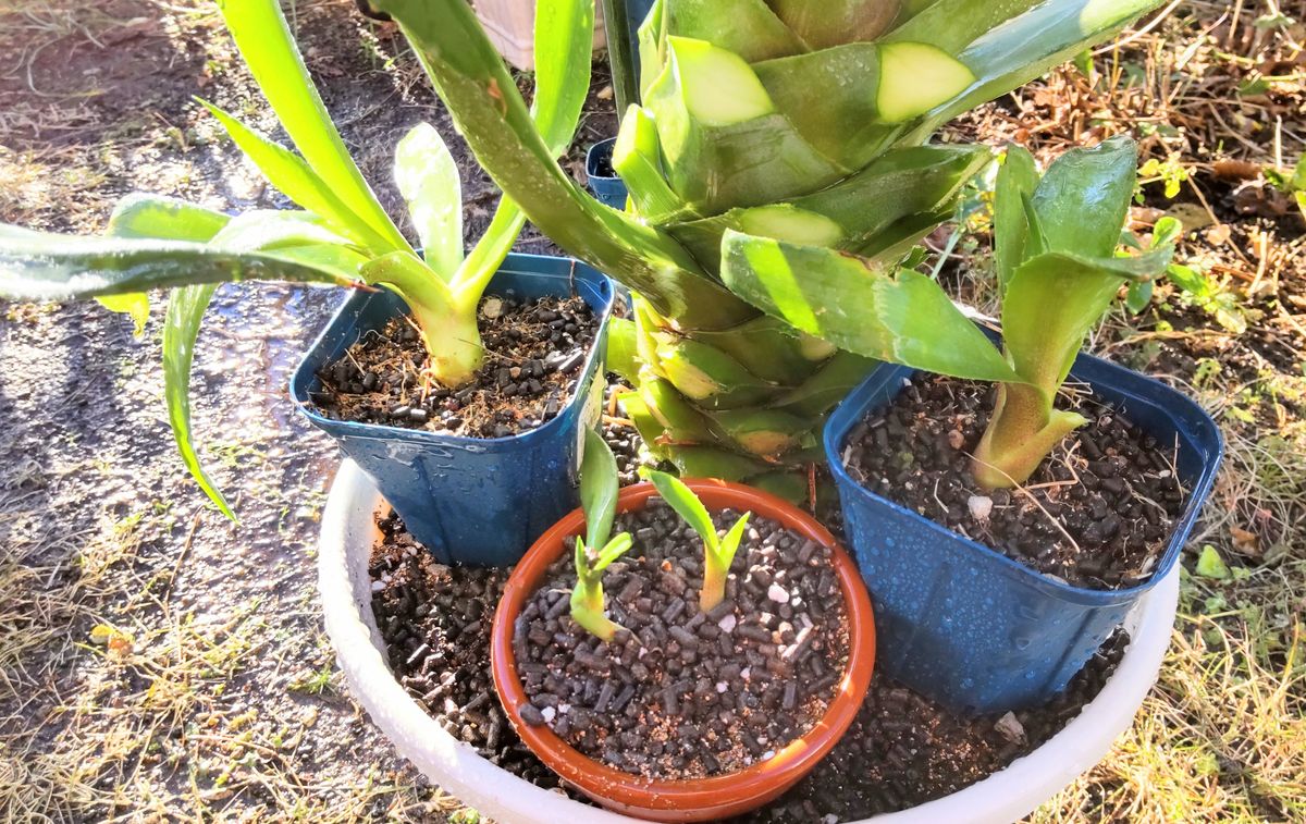 アガベの挿し芽 分株🌿