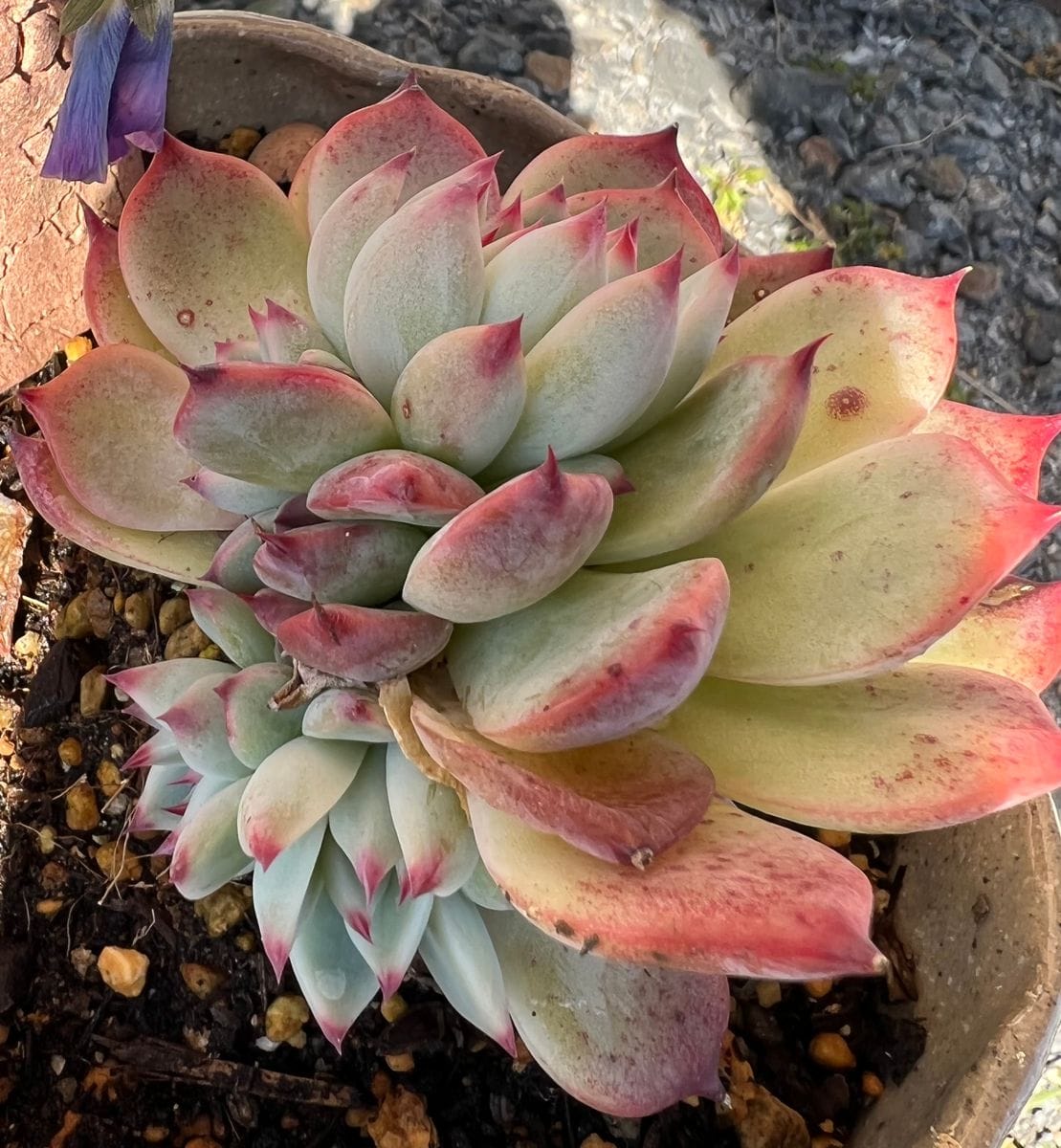 初めての多肉植物★エケベリア 桃太郎の冬