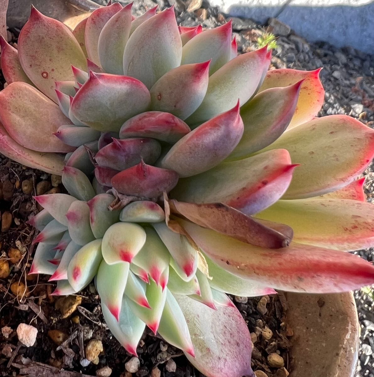 初めての多肉植物★エケベリア 株分けしなくては