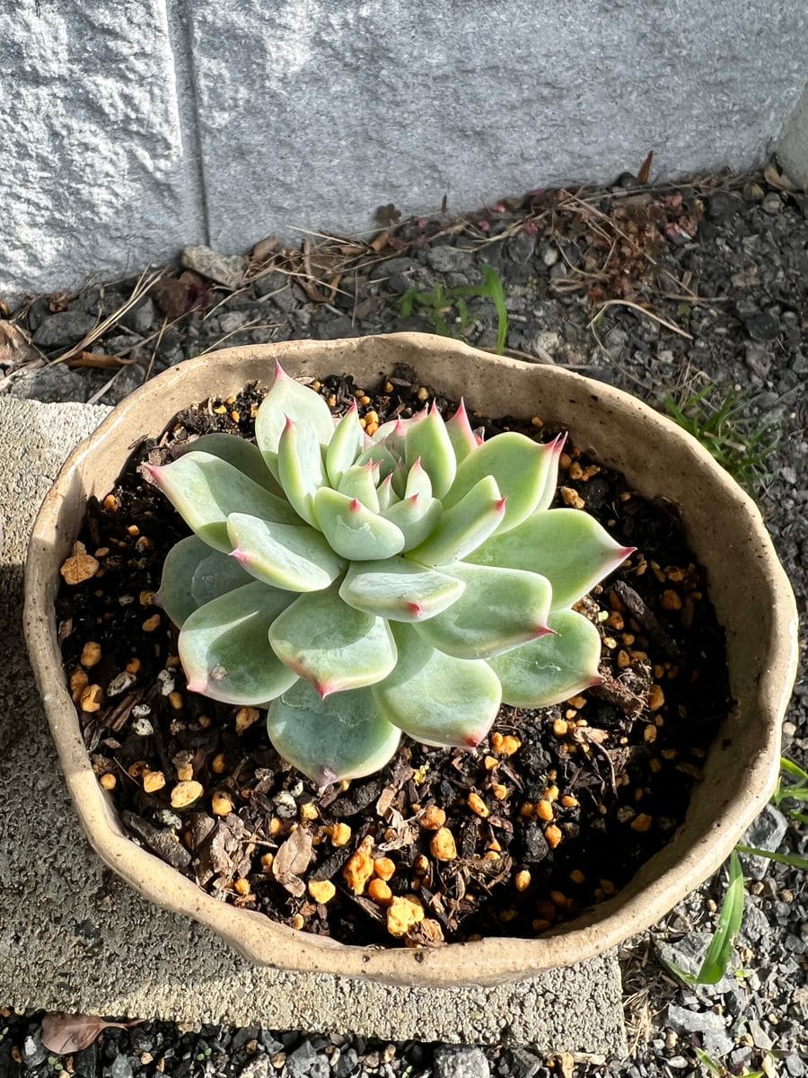 初めての多肉植物★エケベリア 専用の鉢を用意