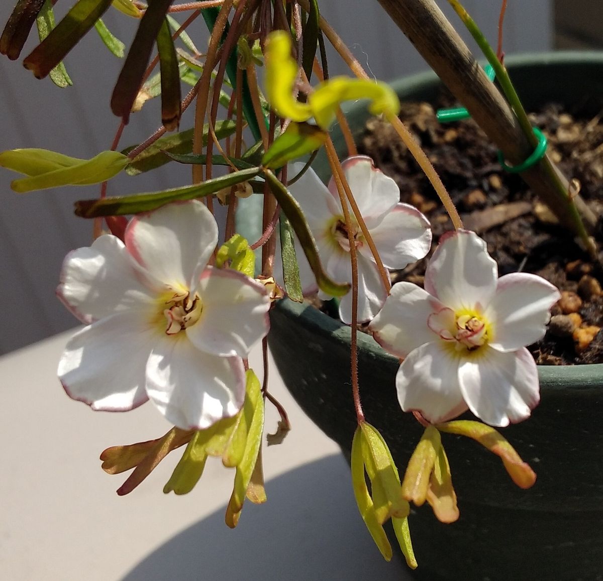 球根からオキザリス・シンデレラムーン（八重咲き）を栽培 3月12日(土)