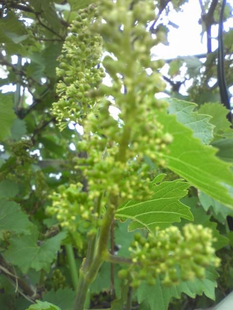 収穫を期待して励んでます。 蕾み～花が咲くようです・・