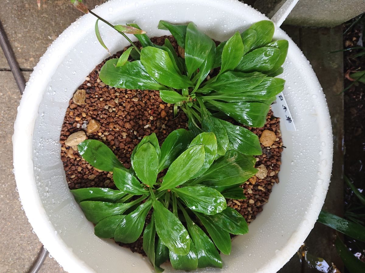 シライトソウを育てています。 植え替えをしました。